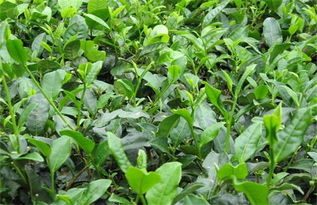 茶葉種植的注意事項