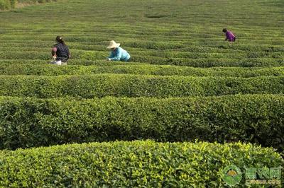 種什么茶最好又致富