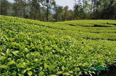 我國茶葉進出口貿易情況如何丨你知道嗎?