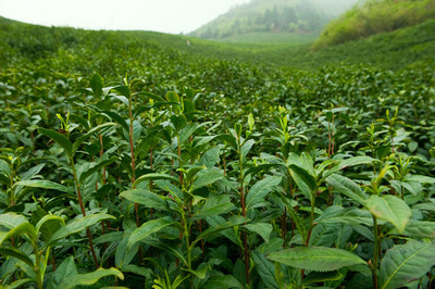綠色,茶葉