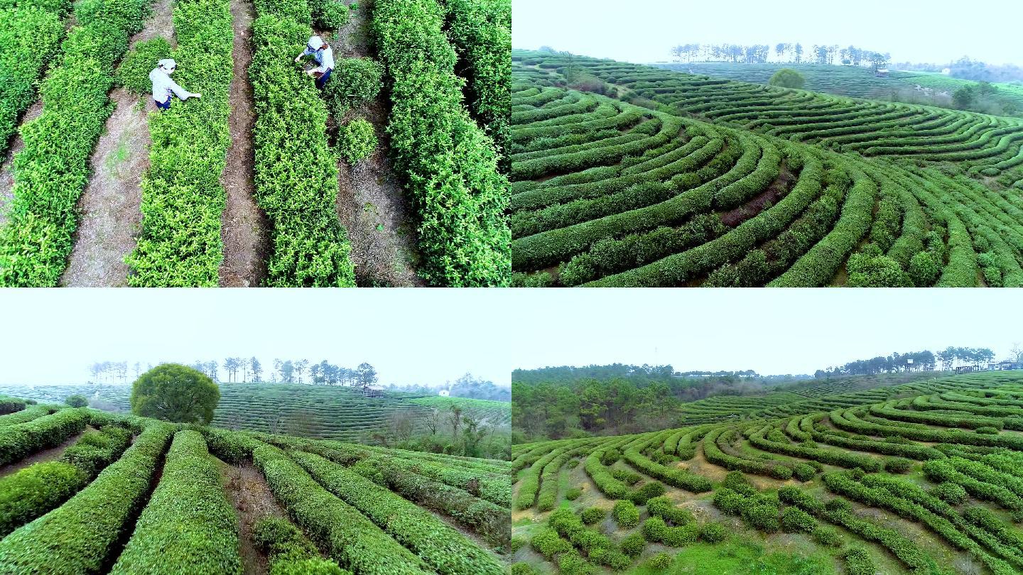 茶山航拍采茶茶葉茶園茶林茶道