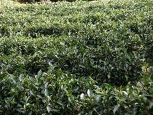 云南大葉種茶