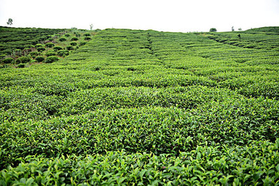 茶園茶葉圖片-茶園茶葉背景圖-茶園茶葉背景圖片-茶園茶葉