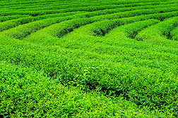 茶綠色背景