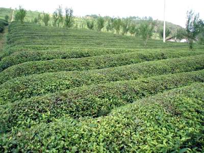 茶樹精油;葡萄籽油;洋甘菊精油;迷迭香抗氧化劑;茶 .