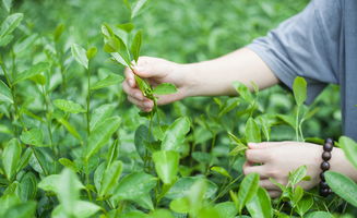 茶葉是大自然的味道 茶園攝影