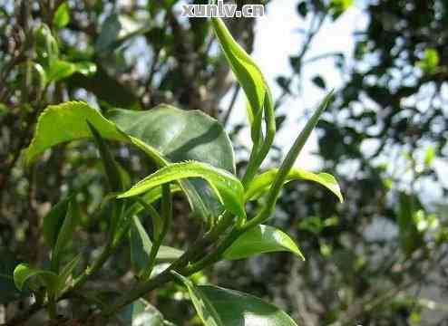 云南曼松普洱茶生茶多少錢一斤 求解