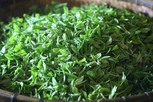廣西特色農產品 古琶茶