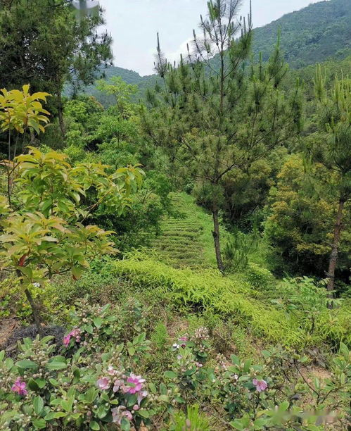 生態茶禮 一份源于自然的綠色祝福