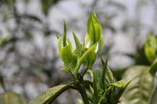 普洱市茶葉種植面積 產量 產值均居全省第一