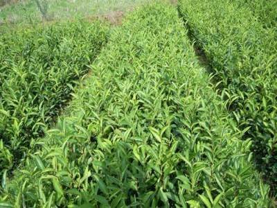 茶葉苗批發(fā)種植價(jià)格