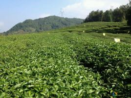 高山有機(jī)茶