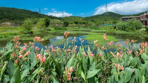 有美景又有美食的度假勝地,就藏在翔安這個(gè)美麗山村里