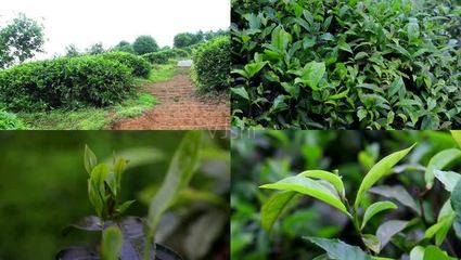 茶葉種植茶園干茶葉_1920X1080_高清視頻素材下載(編號:3110097)_實(shí)拍視頻