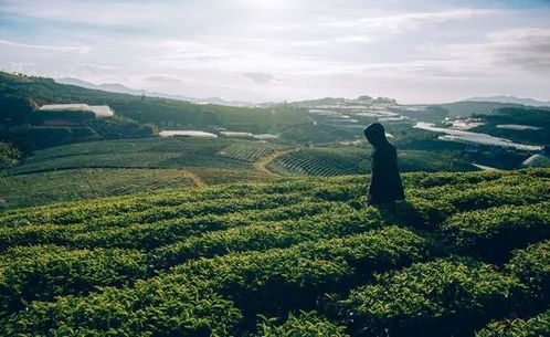 很多老茶客認(rèn)為 好茶不怕開水燙 ,這是真的嗎