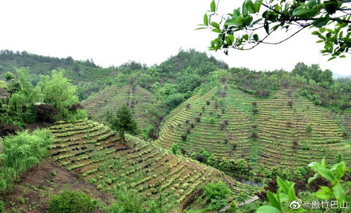 云霧繚繞的鹿城茶山猶如仙境般
