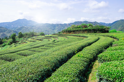 茶山,茶場,茶葉采摘