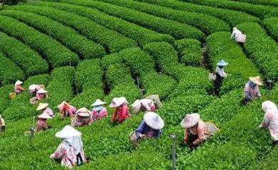 “情是僑鄉(xiāng)濃 茶是鶴山紅”,萬元征文獎金等你拿!戳進來看詳情