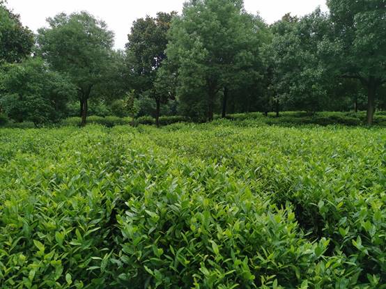 “茅山長青”農(nóng)產(chǎn)品地理標志保護工程正式啟動