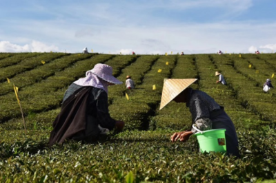“貴州綠茶”公用品牌加速黔茶邁向品牌化發(fā)展之路