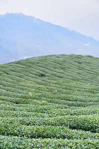 茶樹相似素材圖片-攝圖新視界