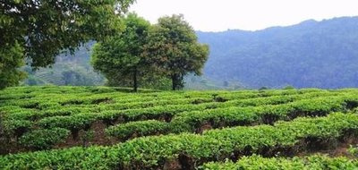 南嶠茶廠班章生態(tài)茶勐海大樹茶357克多少錢