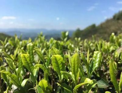六安瓜片:六安裕安特產(chǎn)六安瓜片,國家地理標志產(chǎn)品,十大名茶六安瓜片