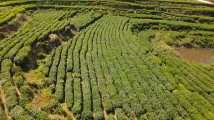 “英山云霧茶”獲國家地標產(chǎn)品保護示范區(qū)授牌