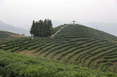 嵐皋的魔芋平利的茶 感受安康品牌魅力