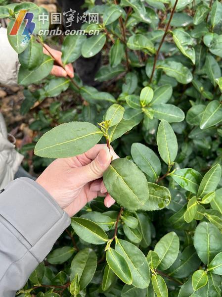 受低溫天氣影響 寧波地產(chǎn)春茶采摘時間將比往年略有推遲