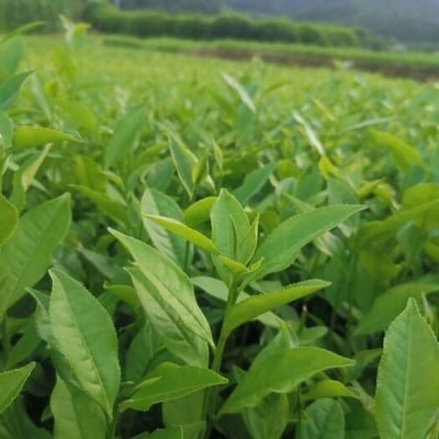 大紅袍茶樹苗排行榜