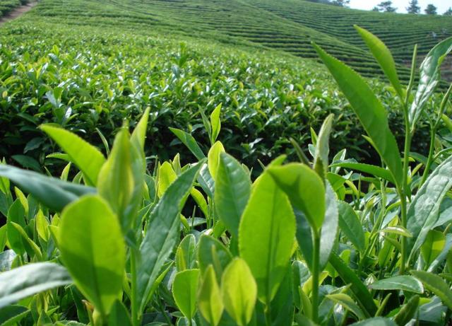 茶葉種植技術(shù):茶園的施肥技術(shù)要點(diǎn)大全
