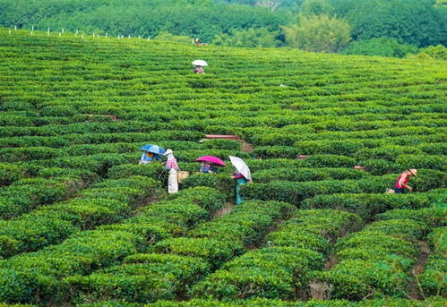 海南農(nóng)墾白沙茶葉茶香濃