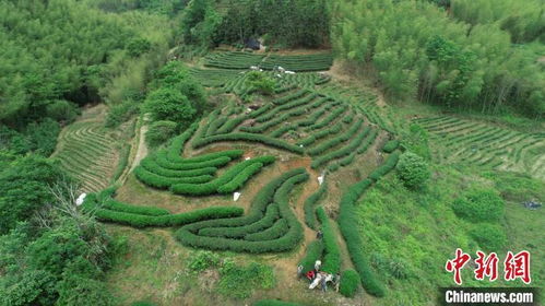 福建建陽(yáng) 三代茶人的堅(jiān)守成就匠心