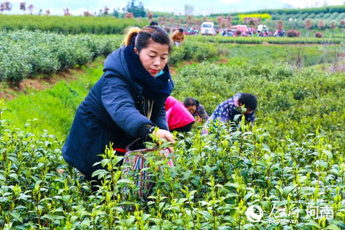 河南光山 種植茶葉走上致富路