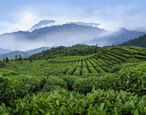 四川省峨眉山竹葉青茶業(yè)