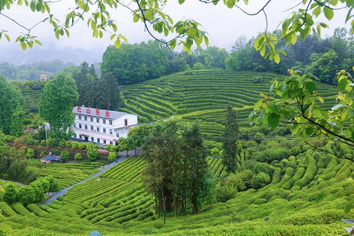 漢中西鄉(xiāng) 打造最美茶鄉(xiāng),特色農(nóng)業(yè)引領(lǐng)茶旅融合新篇章
