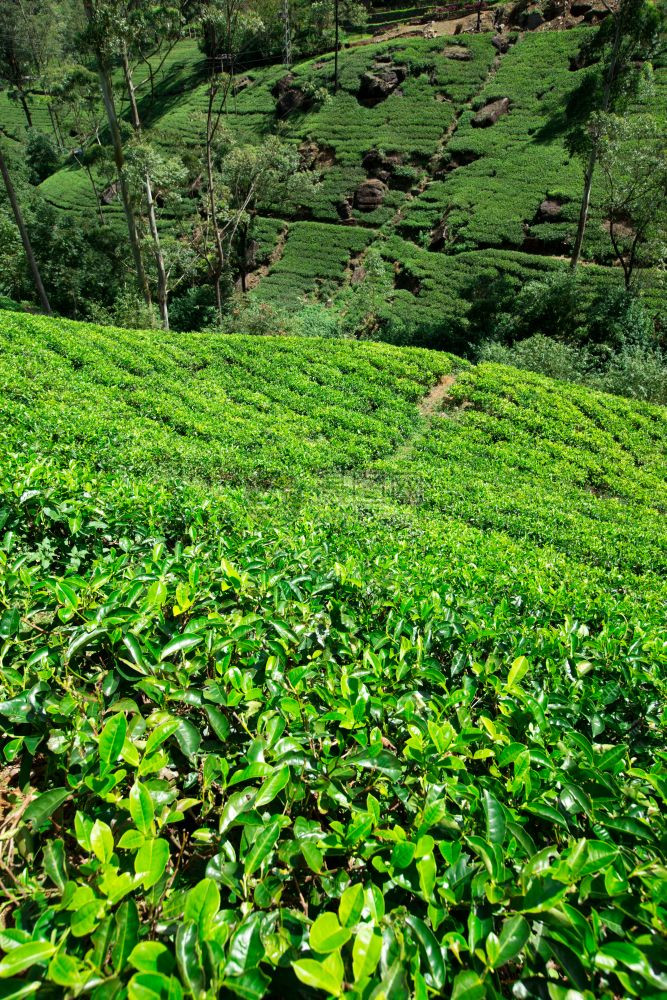 茶葉種植園自然背景