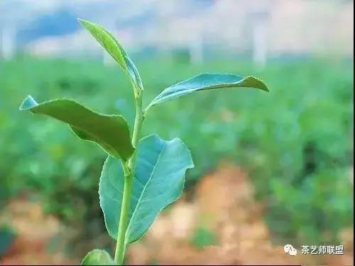 臺(tái)灣特色茶 臺(tái)灣茶葉種植品種大全