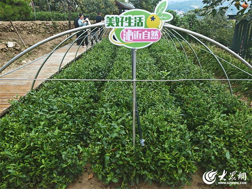 走在前 挑大梁丨山間青青 茶香四溢 泰山區(qū)沁園春女兒茶廠釋放生態(tài)茶產(chǎn)業(yè)活力