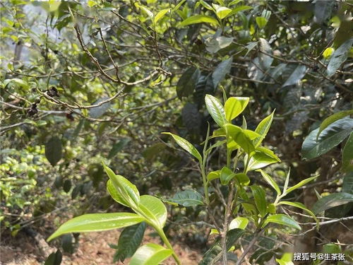 海拔的高低是否決定普洱茶的品質(zhì)