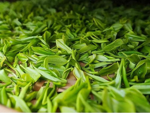 茶是老年癡呆的 催化劑 醫(yī)生反復(fù)強調(diào) 上了年紀(jì),3種茶少喝