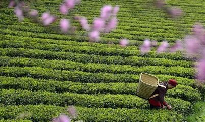 茶習(xí)俗,你知道多少?