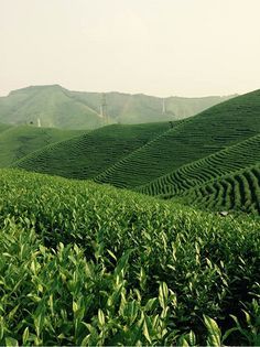 茶葉