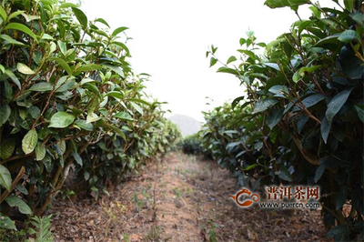 茶葉田園綜合體建設(shè)中的茶文化弘揚與傳承