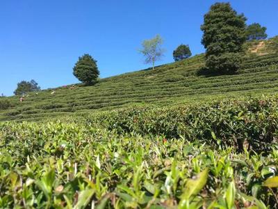 廣北茶場的清明茶來了