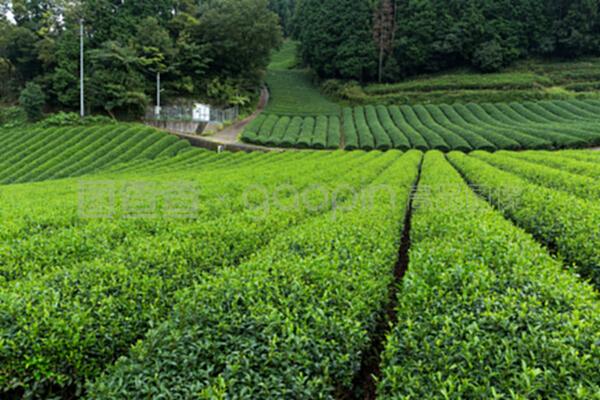 鮮茶草地