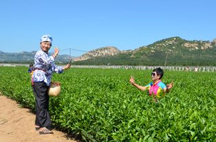 食安中國行走近東北第一茶園