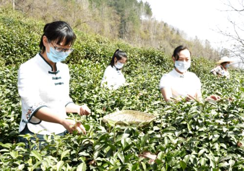 聚焦 鎮(zhèn)巴 一片 綠 葉實現(xiàn)脫貧致富夢
