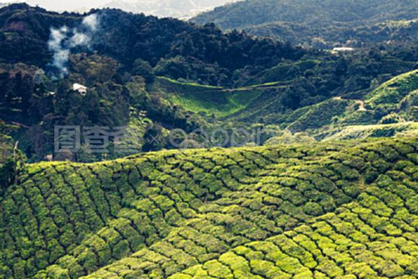 馬來西亞卡梅隆高地的茶葉種植園